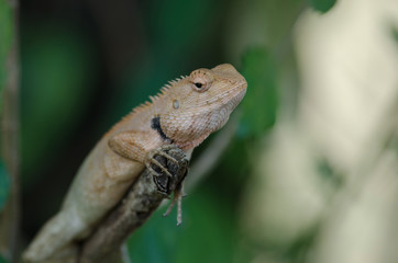Oriental Garden Lizard sitting on tree bark