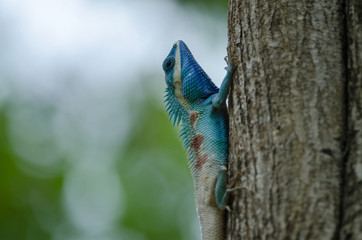 Blue-crested Lizard or Indo-Chinese Forest Lizard