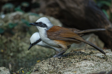 White-crested laughing thrush (Garrulax leucolophus)