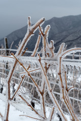 Vine branches encapsulated in ice