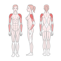 Figure of the woman, the scheme of the basic trained muscles. Front, rear and side views. Isolated on white background