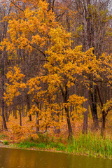 Photo of orange autumn forest with leaves near the lake