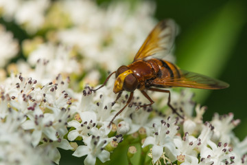 Hornissen Schwebfliege sitzt auf einer Blüte