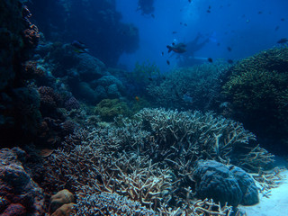 Diving the Great Barrier Reef © Sahara Frost