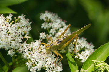 Gemeine Sichelschrecke sitzt auf einer Blüte