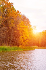 Photo of orange autumn forest with leaves near the lake