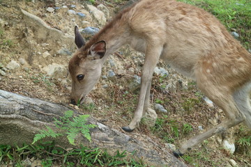 Fototapeta premium 奈良の鹿