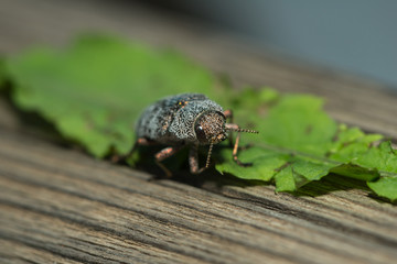 Berliner Prachtkäfer