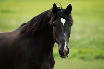 Deutsches Reitpferd auf der Weide