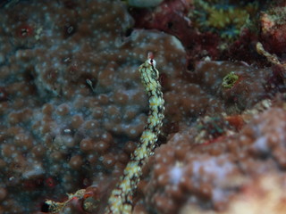 Obraz na płótnie Canvas Network Pipefish (Corythoichthys flavofasciatus), lying on stony coral, Great Barrier Reef, UNESCO World Heritage Site