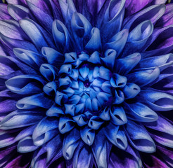 Photo of close-up abstract flower background