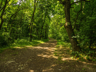 Waldweg in Ungarn