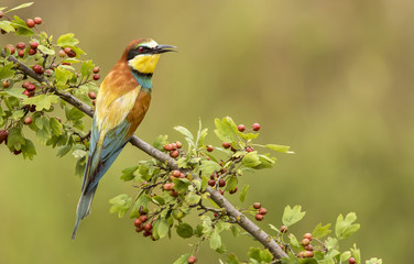 European bee eater (Merops apiaster)