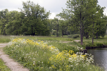 yellow and white wild flowers about a footpath along the lake in the park