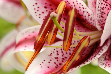 Blumen 963 © K.-U. Häßler