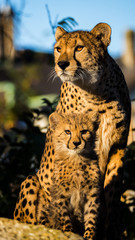 gepard mit jungem gepard