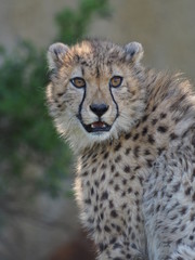 portrait Gepard
