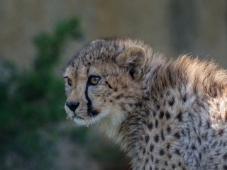 junger gepard portrait © JK