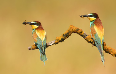 European bee eater (Merops apiaster)