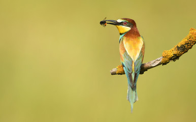 European bee eater (Merops apiaster)