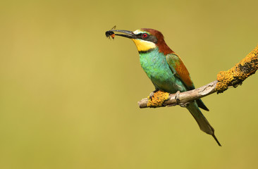 European bee eater (Merops apiaster)
