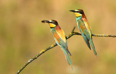 European bee eater (Merops apiaster)