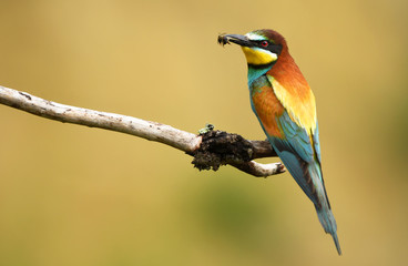European bee eater (Merops apiaster)