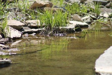 Backroads creek