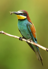 European bee eater (Merops apiaster)