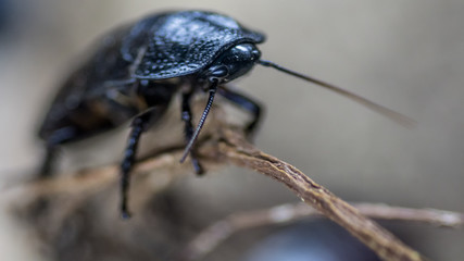 Close up of a black beetle 