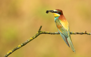 European bee eater (Merops apiaster)