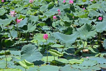 연꽃