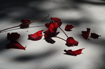  fallen, red petals of geranium, in the sunlight