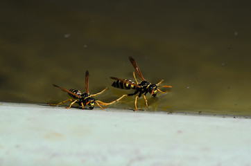  two wasps sat on the surface of the water to quench their thirst on a hot, summer, sunny day.