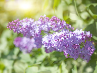 blossoming lilac