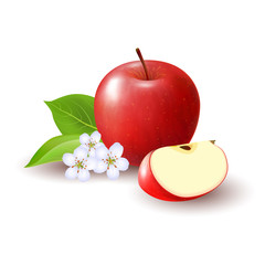 Obraz premium Isolated realistic colored red apple slice and whole juicy fruit with white flower, green leaves and shadow on white background.