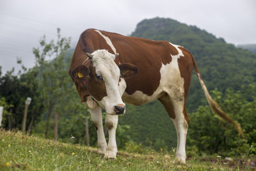 Fototapeta na wymiar cow on the grass