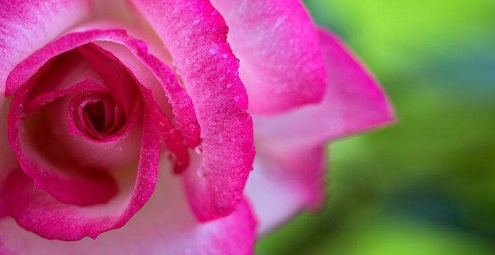 Pink rose closeup with watwr drop.