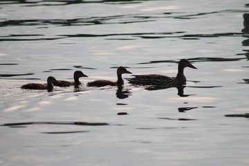 Duck wiht ducklings