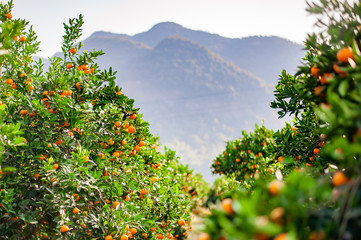 Fototapeta na wymiar Mandarin orchard ready to be harvested
