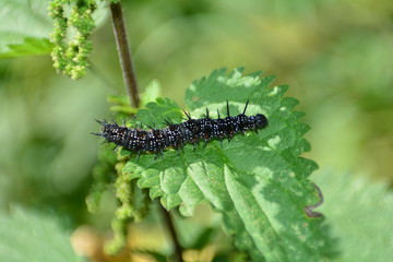 Schwarze Raupe eines Tagpfauenauge an grüner Brennnessel in der Natur