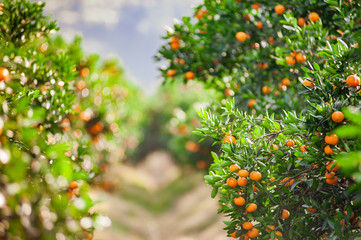 Mandarin orchard ready to be harvested