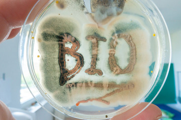 ext BIO in petri dish with colonies of bacteria and fungi