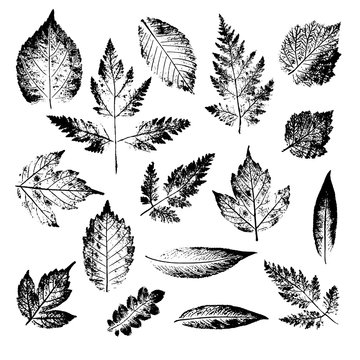 Isolated black stamps of leaves of tree and bush on white background. Leaf ink print. Set of plant imprint.