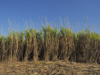Zuckerrohr in einer Plantage in Zentral - Myanmar