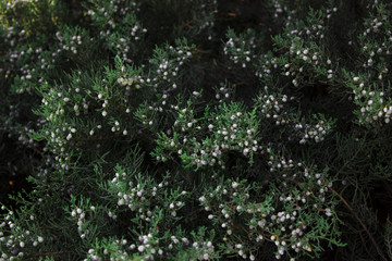 Small flowers on the fir