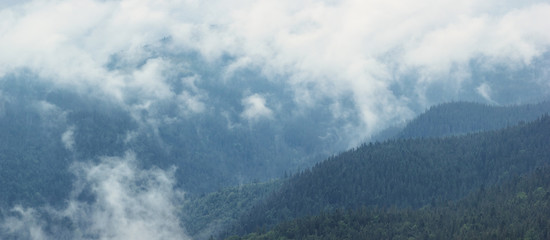 Mountain panorama with coniferous forest and fog clouds after rain