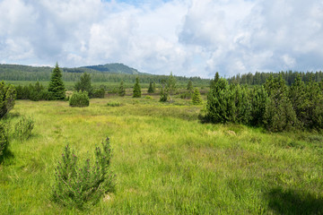 Summer landscape in Bohemian Forest. Czech Republic.