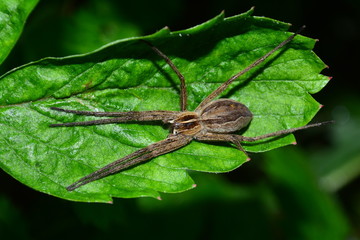 Spinne mit langen Beinen sitzt auf grünem Blatt