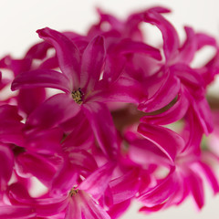 Macro pink hyacinth. Spring blur flower background.